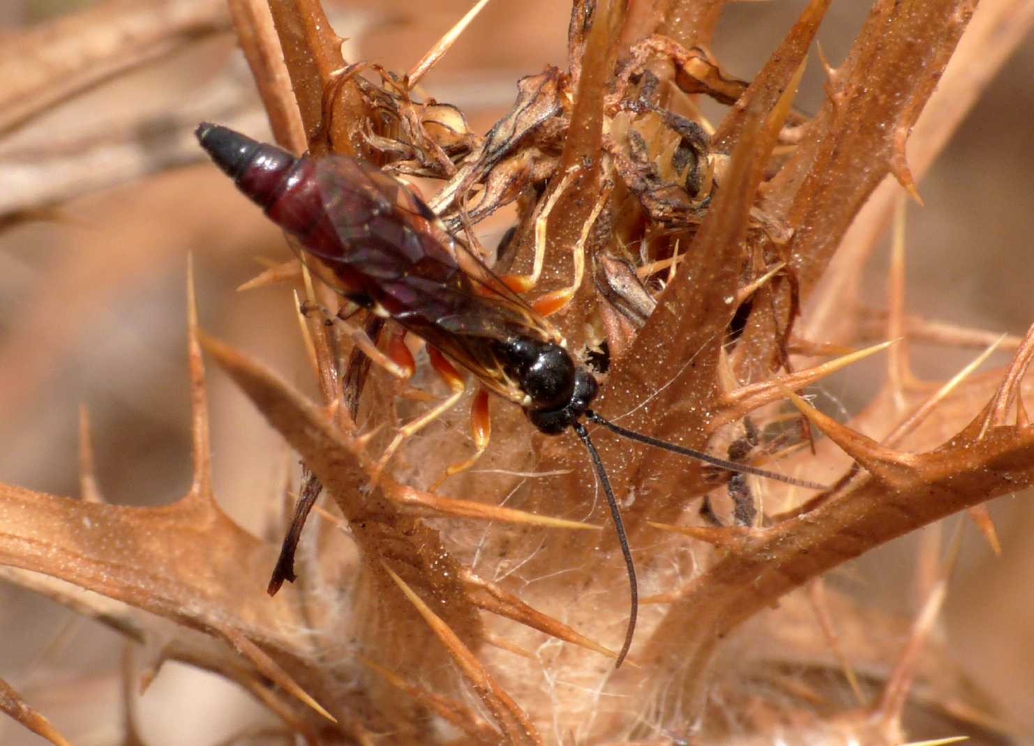 Ichneumonidae Pimplinae: forse maschi di Exeristes sp.,
